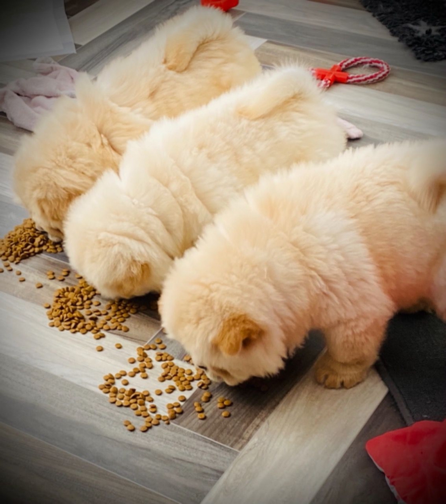 Foto adorabili cuccioli di chow chow in regalo