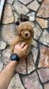 Foto barboncino toy albicocca cucciolo con microchip cucciola italiana