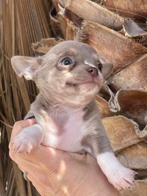 Foto Bellissimi cuccioli di chihuahua