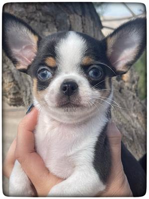 Foto Bellissimi cuccioli di Chihuahua
