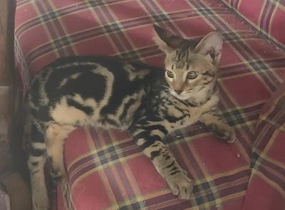 Foto Bellissimo e raro gatto Savannah marble. Vaccinato pronto per adozione. Solo per veri ...