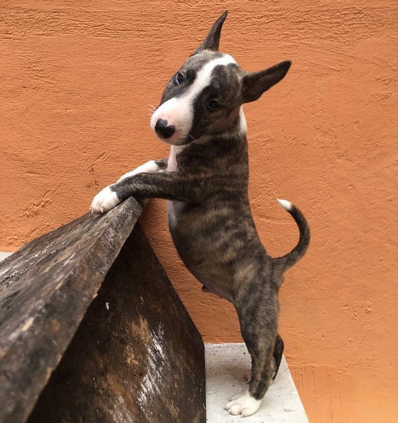 Foto Bull Terrier cuccioli per l'adozione