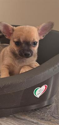 Foto Chihuahua cucciola con pedigree