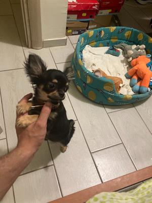 Foto Chihuahua maschio con pedigree per accoppiamento