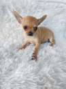 Foto Chihuahua mini toy femmine