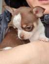Foto Chihuahua toy pedigree