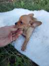 Foto Chihuahua toy pelo raso
