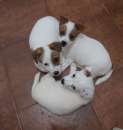 Foto Cucciole taglia piccola in adozione