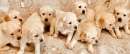 Foto cuccioli di golden retriever