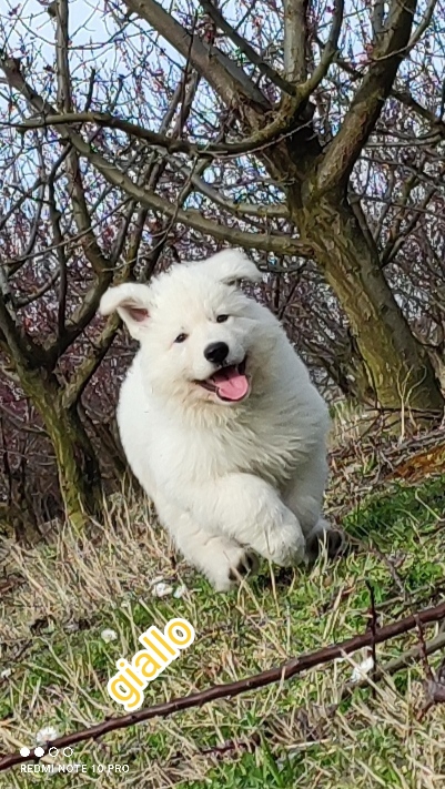 Foto Cuccioli pastore svizzero bianco 