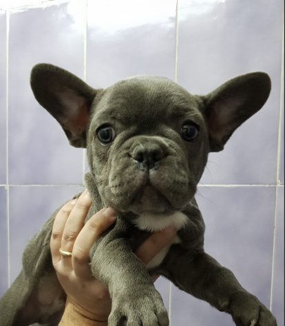 Foto Cucciolino subito pronto bulldog francese BLU completamente vaccinato