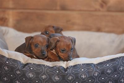 Foto Disponibili bellissimi cuccioli di Pinscher nano 