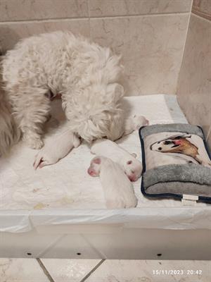 Foto Disponibili cuccioli di maltese.