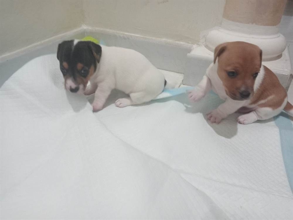 Foto Due splendidi cuccioli di Jack Russell terrier