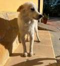 Foto Luffy cucciolo taglia piccola 10 kg