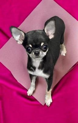Foto Meravigliosa Chihuahua