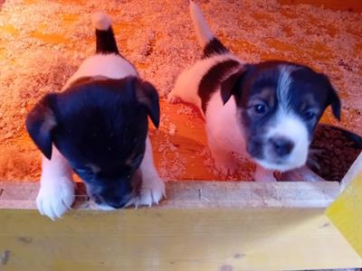 Foto Prenotazioni cuccioli di jack russell terrier