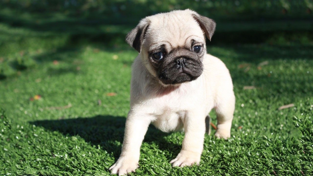 Foto   bellissimi cuccioli di carlino