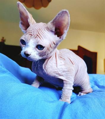 Foto  bellissimo cucciolo di Sphynx