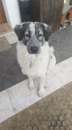 Foto 18mesi BELLISSIMO OK GATTI! MANTOVA HELP