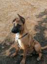 Foto 20mesi  Pastore Belga Malinois salvata sotto la pioggia 1anno fa!SOS NAPOLI