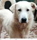 Foto 2anni salito in adozione mesi fa a PAVIA e mollato! URGENTE