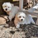 Foto 3 cuccioli di maltese giocattolo