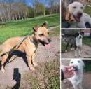 Foto 3CUCCIOLONI E MAMMA SALITI A MILANO URGENTISSIMO AIUTO!