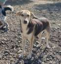 Foto 5 cagnolini taglia piccola cercano casa