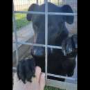 Foto AARON UNO DEI TANTI DIMENTICATI, CANE IN ADOZIONE. Foto AARON UNO DEI TANTI DIMENTICATI, CANE IN ADOZIONE.