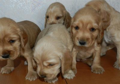 Foto accetta prenotazioni per dolcissimi cuccioli di Cocker ...