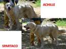 Foto ACHILLE e SPARTACO 5-6anni bravi abbandonati