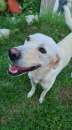 Foto Achille simil labrador