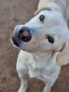 Foto Achille simil labrador
