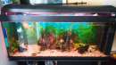 Foto acquario completo