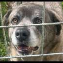 Foto ADORABILE COGNAC CANE IN ADOZIONE Foto ADORABILE COGNAC CANE IN ADOZIONE