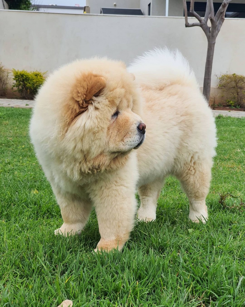 Foto adorabile cucciolo di chow chow