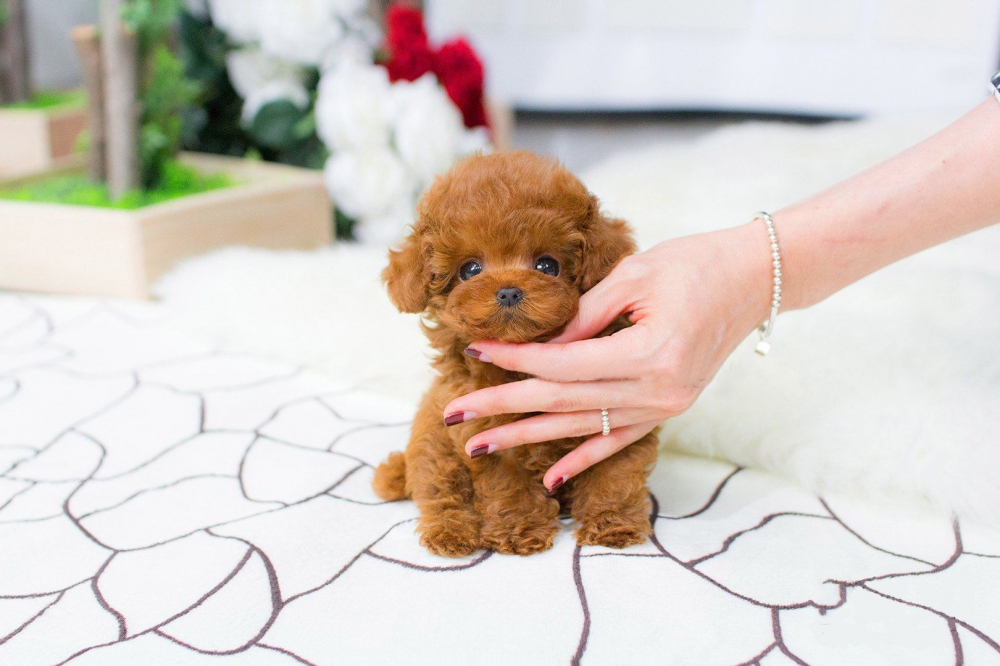 Foto adorabili cuccioli di barboncino 