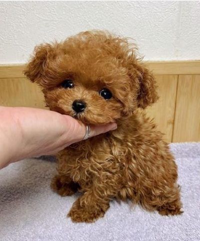 Foto adorabili cuccioli di barboncino come regalo