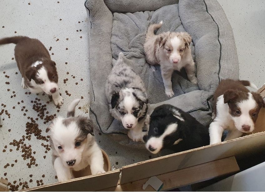 Foto adorabili cuccioli di border collie IN REGALO