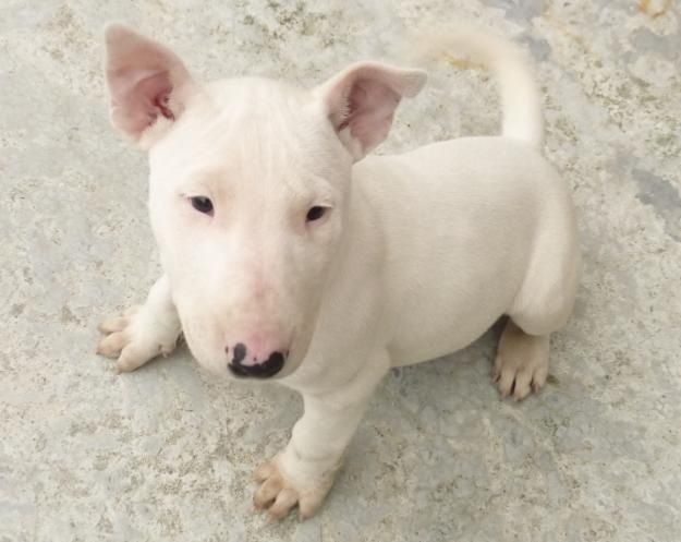 Foto adorabili cuccioli di bull terrier