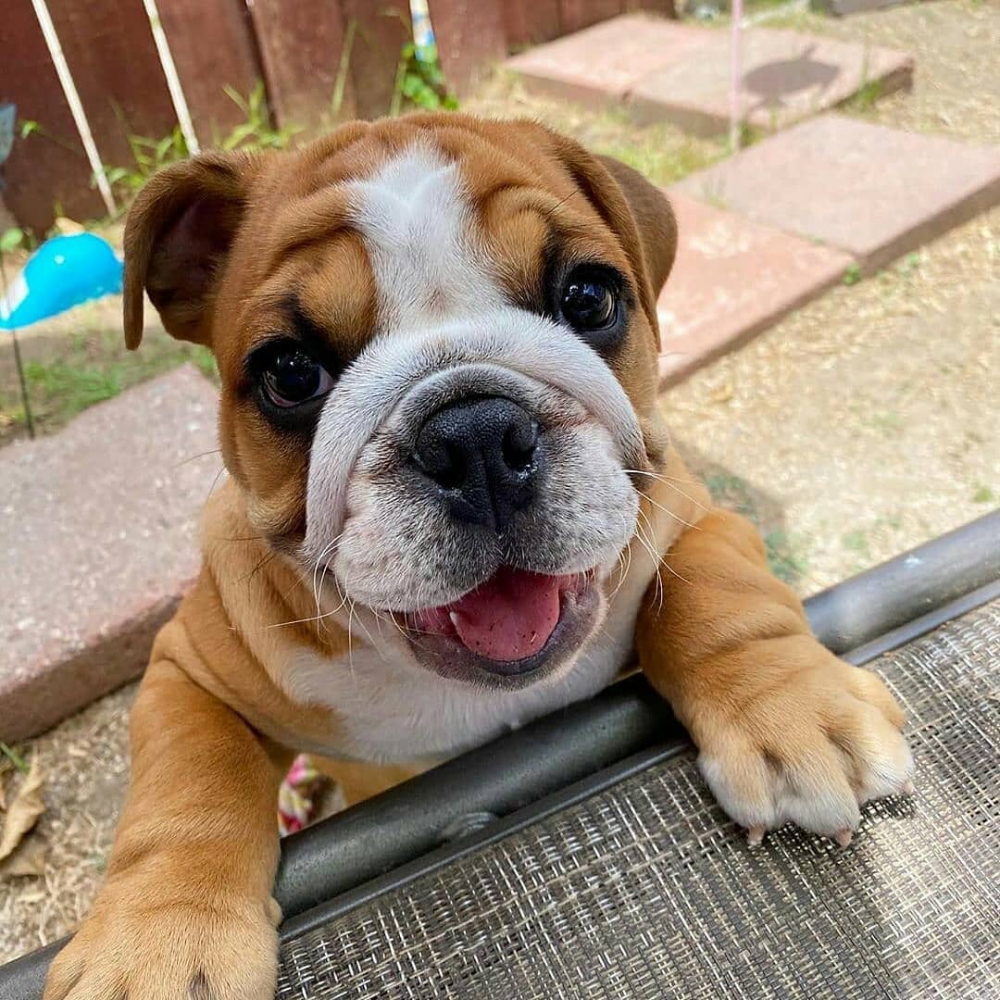 Foto adorabili cuccioli di bulldog inglese