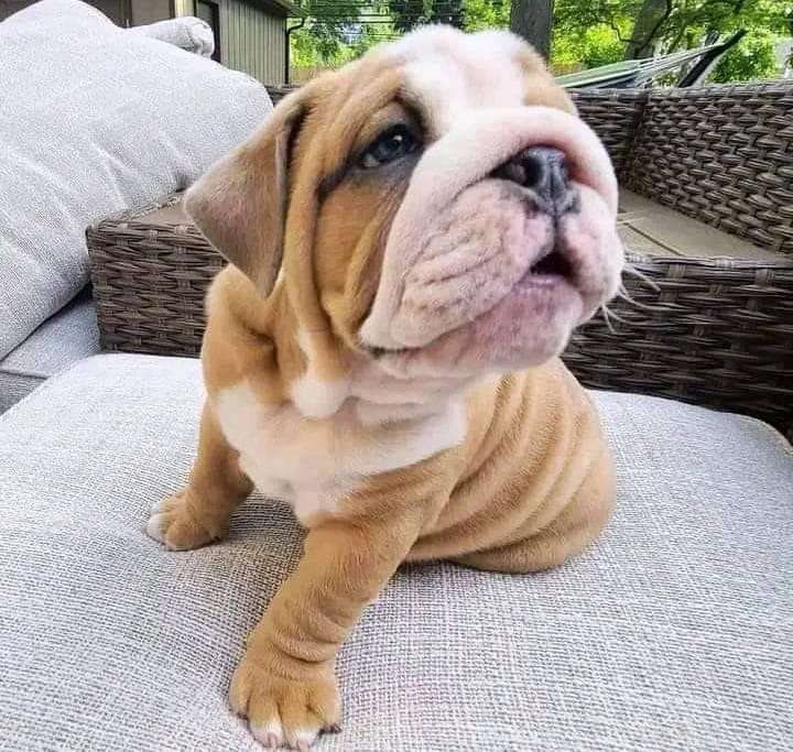 Foto adorabili cuccioli di bulldog inglese in regalo