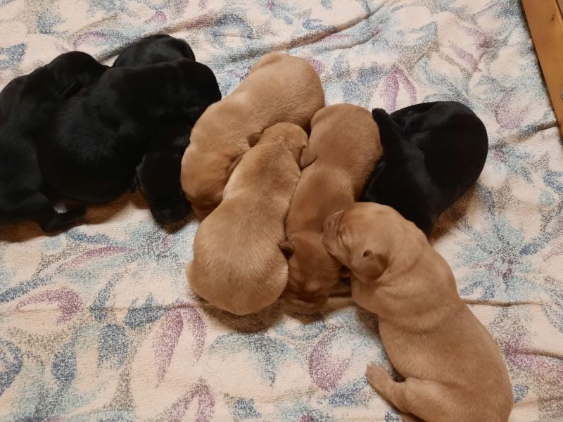 Foto Adorabili cuccioli di Labrador.