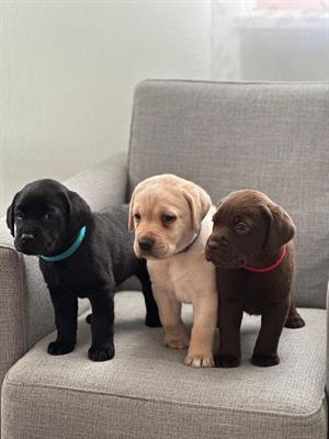 Foto Adorabili cuccioli di Labrador