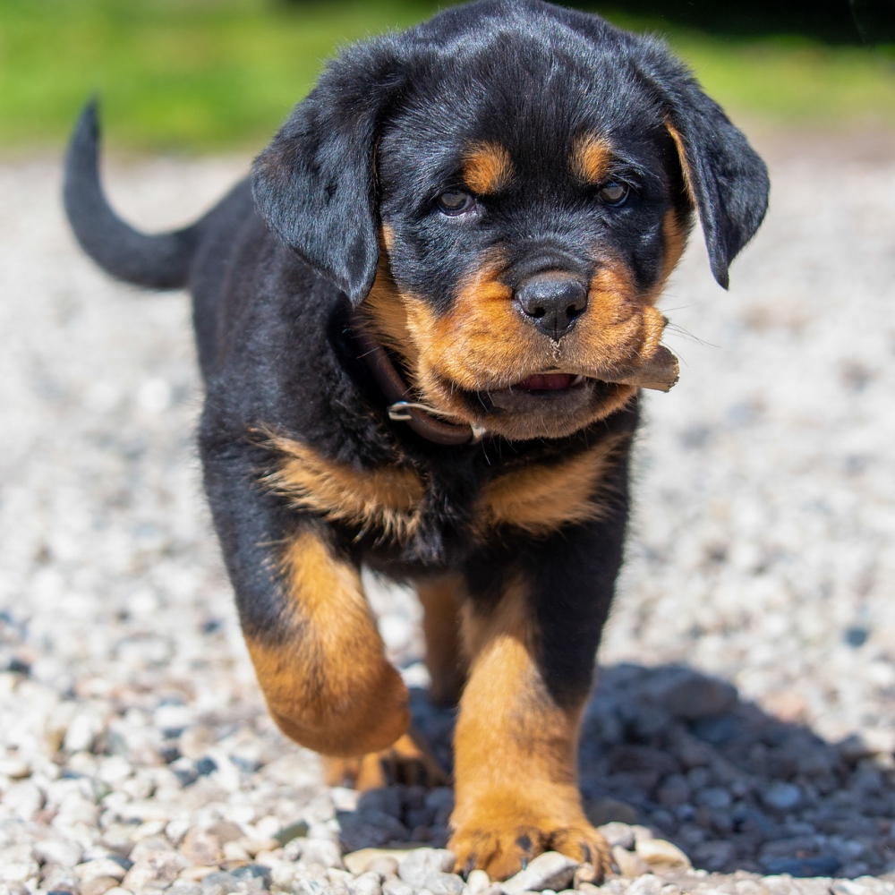 Foto adorabili cuccioli di rotweiller