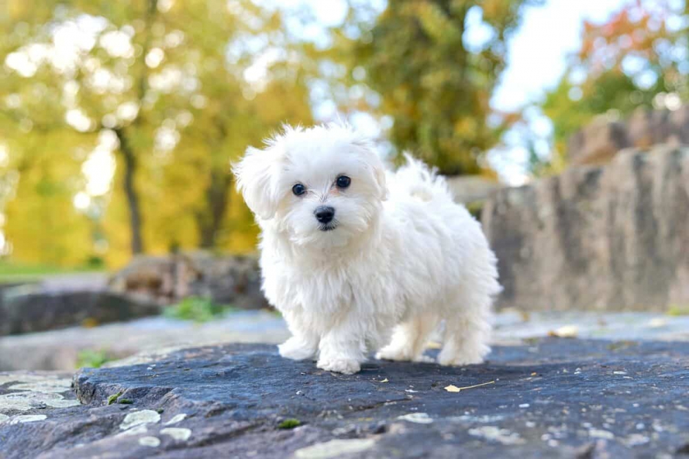Foto adorabili cuccioli maltesi disponibili in regalo