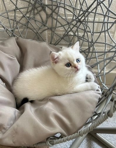 Foto adorabili gattini British Shorthair