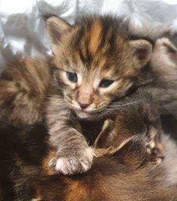 Foto Adorabili MaineCoon