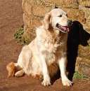 Foto Adozione Femmina di Golden Retriever adulta